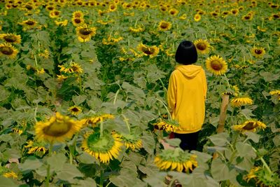 Rear view of woman standing on sunflower field against sky
