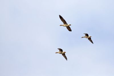 Low angle view of seagulls flying against clear sky