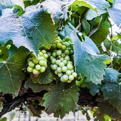 Close-up of grapes growing in vineyard