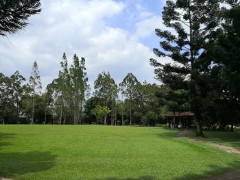 Trees on field against sky