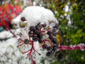 Close-up of frozen plant