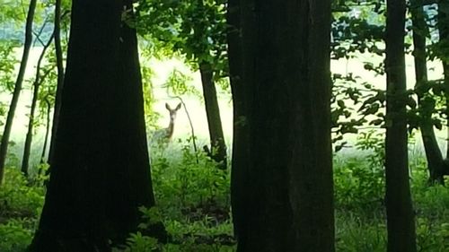 Trees growing in forest