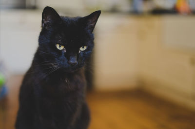 Close-up portrait of black cat at home