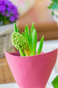 Closeup of hyacinth flower with green leaves in pot. spring flower background, soft focus