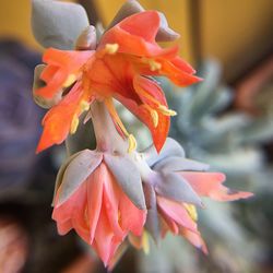 Close-up of orange flowering plant