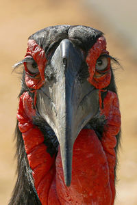 No mascara - close up portrait of a southern ground hornbill, kruger, south africa