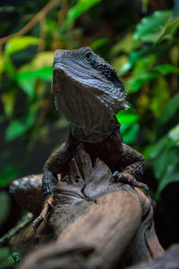 Lizard on branch at forest