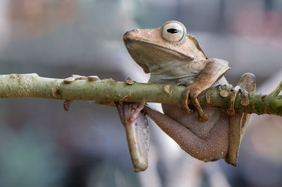 Close-up of lizard on rusty metal