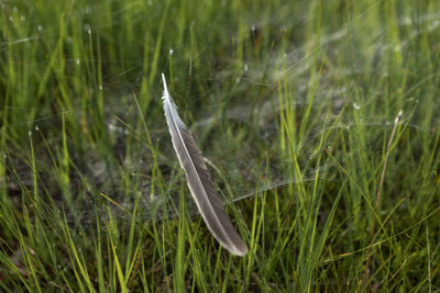 Close-up of feather on field