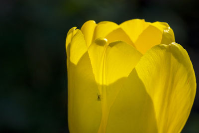 Close-up of insect on yellow flower