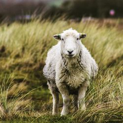 Portrait of sheep on field