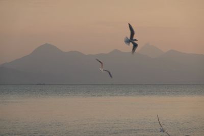 Bird flying over sea against sky