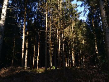 Trees in forest against sky