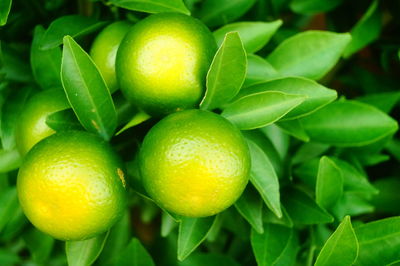 Close-up of fruits on plant