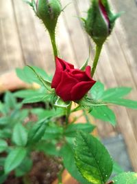 Close-up of red flower