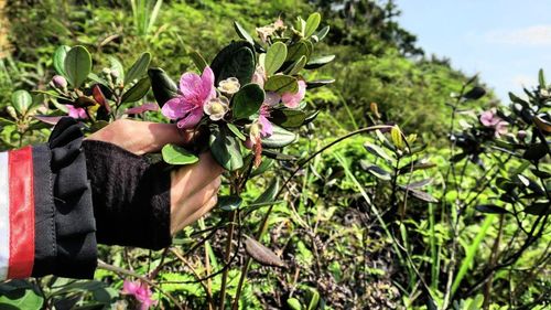 Close-up of hand holding flowers