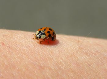 Close-up of ladybug on hand