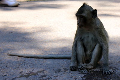 Monkey sitting on footpath