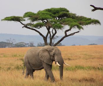 Elephant walking on field against sky