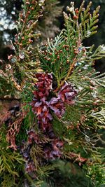 Close-up of pine cones on tree