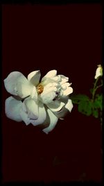 Close-up of white flower