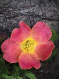 Close-up of pink rose flower