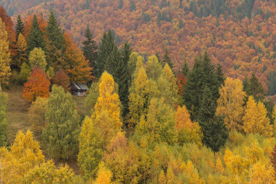 High angle view of trees in forest during autumn