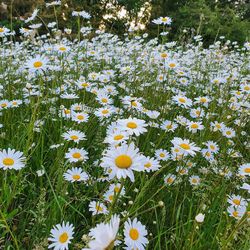 Close-up of white daisy flowers on field