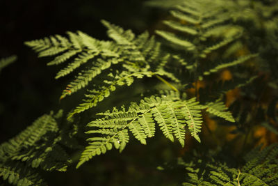 Close-up of fern leaves