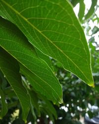 Close-up of green leaves