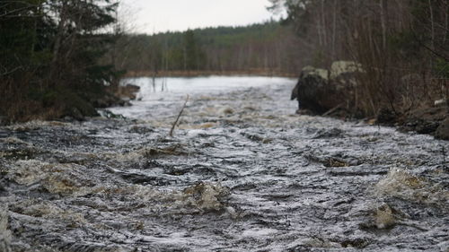 Scenic view of river flowing in forest