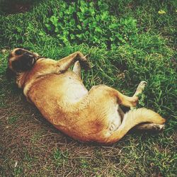 Dog resting on grassy field