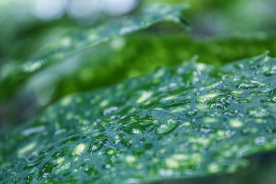 Close-up of raindrops on grass