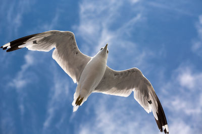 Low angle view of seagull flying