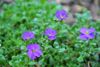 Close-up of purple flowers blooming outdoors