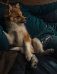 Dog relaxing on sofa at home