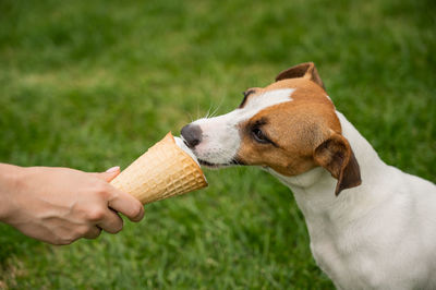 Close-up of hand holding ice cream cone on field