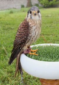 American kestrel, also called the sparrow hawk, falco sparverius, at a falconry club