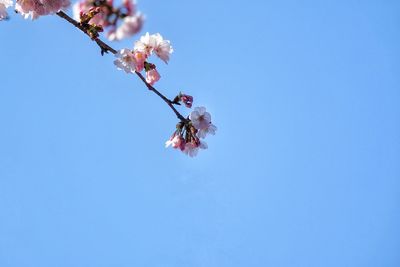 Low angle view of pink flowers against clear sky