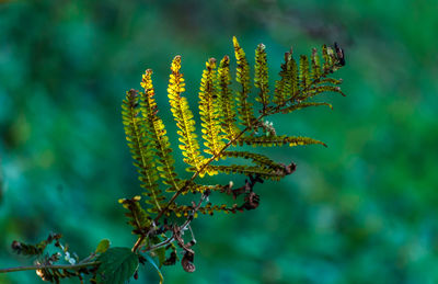 Close-up of plant