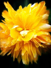 Close-up of yellow flower