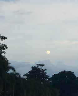 Low angle view of silhouette trees against sky