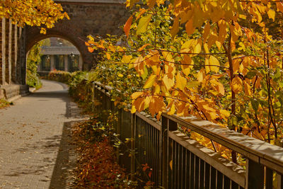 Flowering plants and trees during autumn