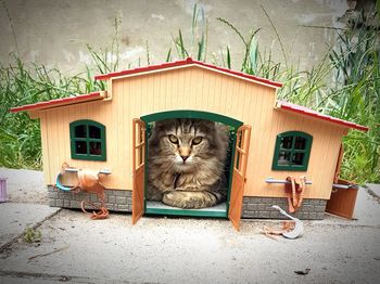 Portrait of cat sitting outside house