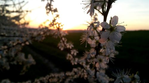 Close-up of flowers against blurred background