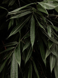 Close-up of wet plant leaves