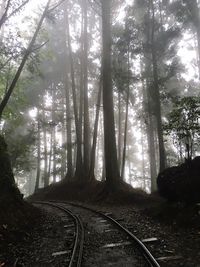 Road passing through forest