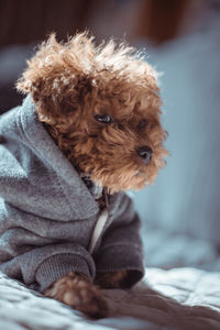 Portrait of dog sitting on bed