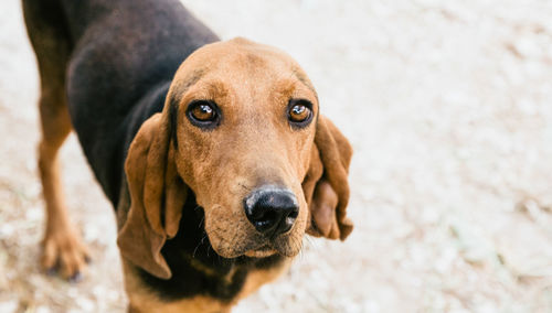 Close-up portrait of dog on sand