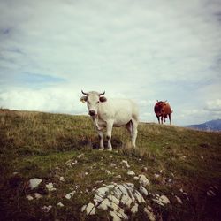 Sheep standing in a field